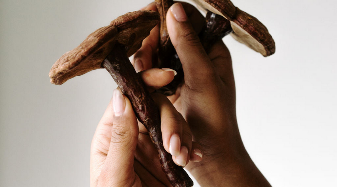 Functional Mushrooms: Beginner's Guide